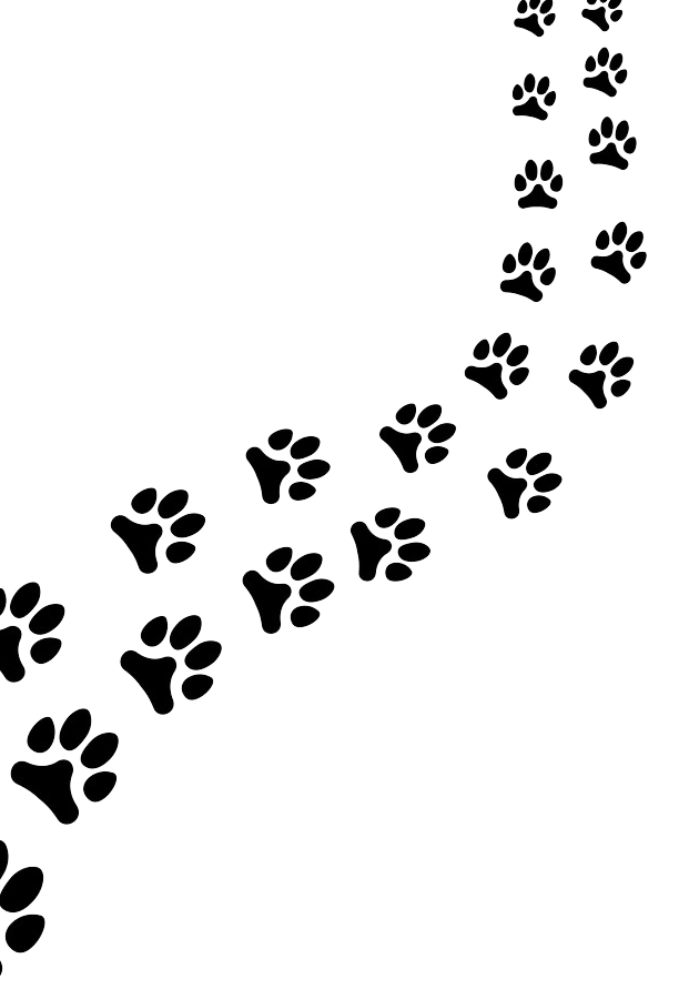 Breed Origin