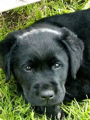 Breed Origin
