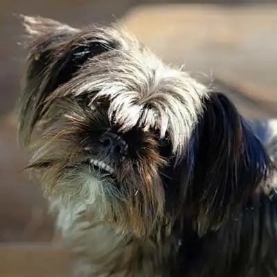 Affen Tzu dog breed.