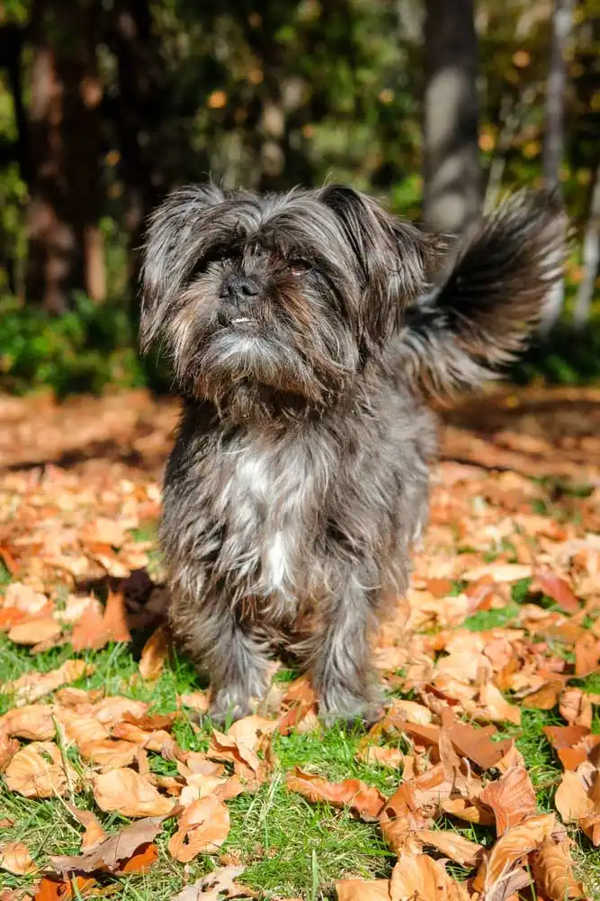 Breed Origin