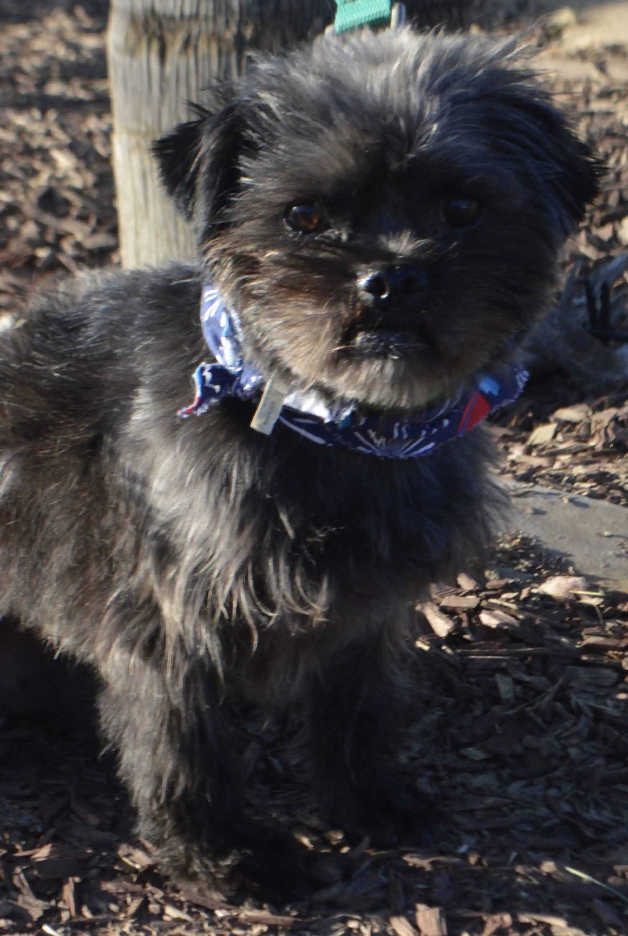 Breed Appearance