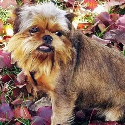 Affengriffon dog breed.