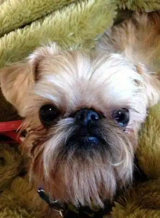 Affengriffon: Breed Appearance