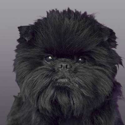 Affenpinscher