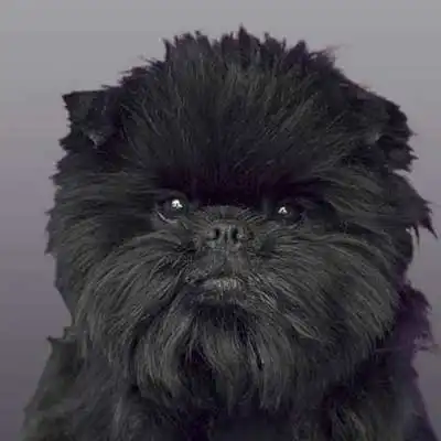 Affenpinscher dog breed.