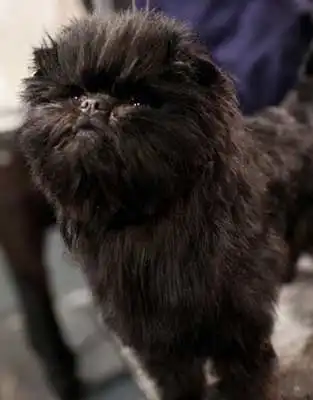 Breed Appearance