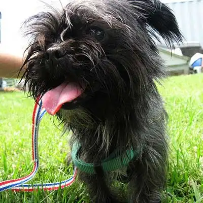 Race de chien Affenpoo.