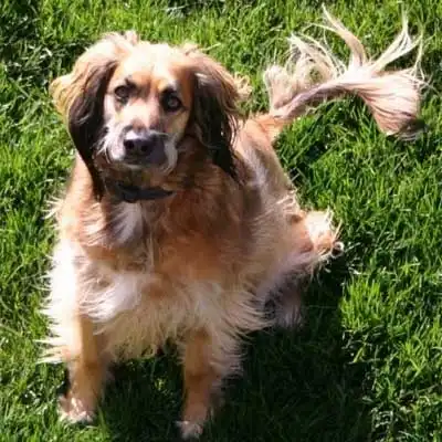 Afghan Spaniel dog breed.