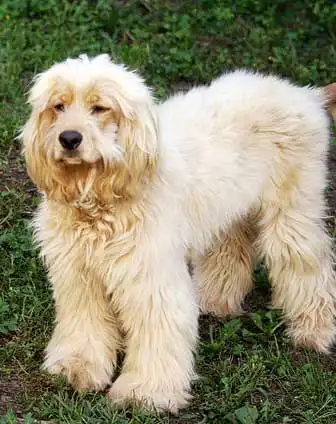 Breed Origin