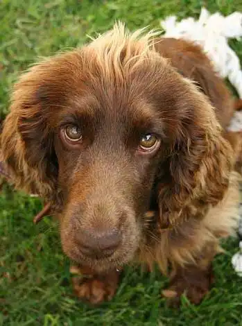 Breed Appearance