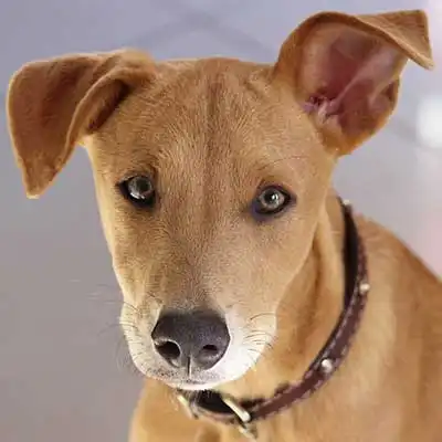 Africanis dog breed.
