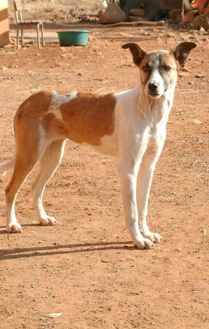 Breed Origin