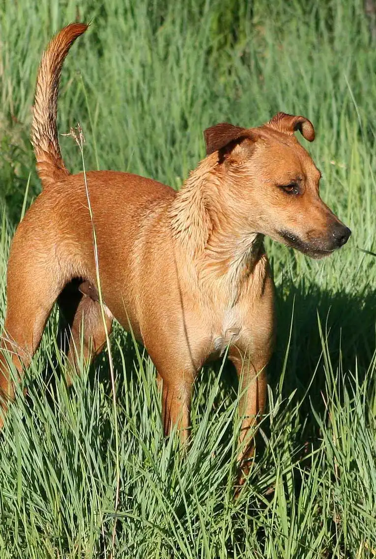 Breed Appearance