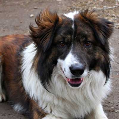 Aidi (Atlas Mountain Dog)