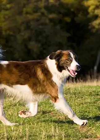 Breed Origin