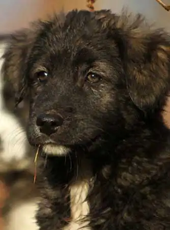Breed Appearance