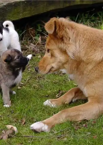Behavior & Temperament