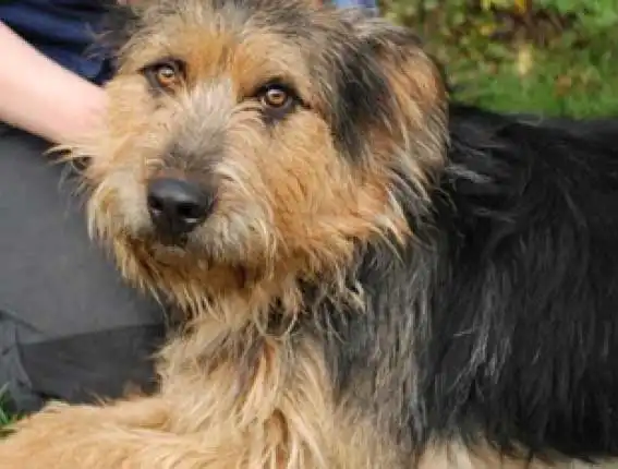 Airedale Shepherd