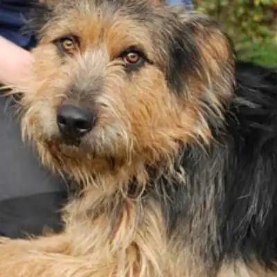 Airedale Shepherd dog breed.