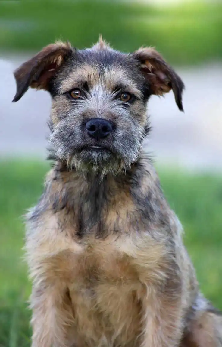 Breed Origin