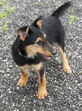 Breed Appearance