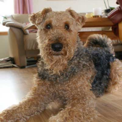 Airedoodle