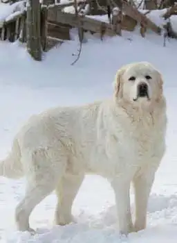 Breed Origin