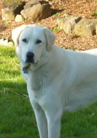 Breed Appearance
