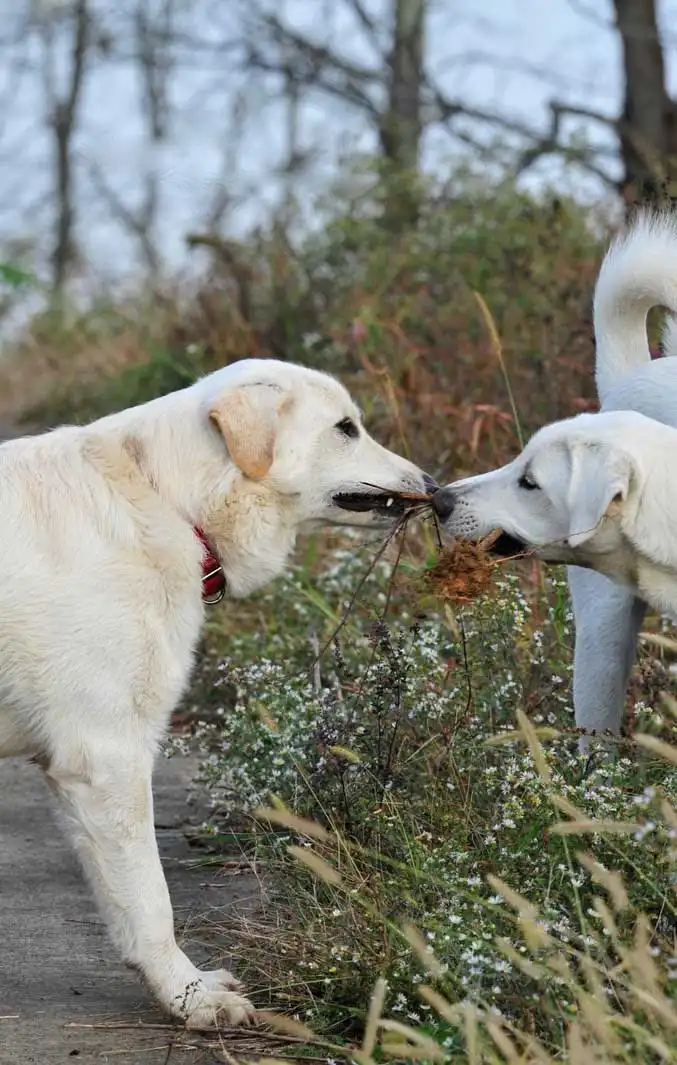 Behavior & Temperament
