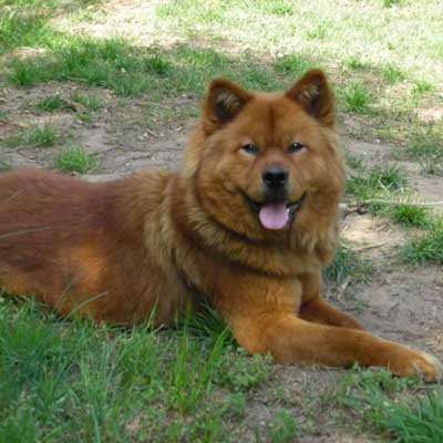 Akita Chow