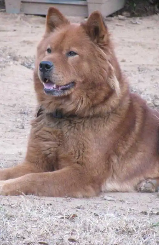 Herkunft & Geschichte von Akita Chow