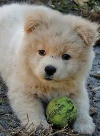 Erscheinungsbild von Akita Chow