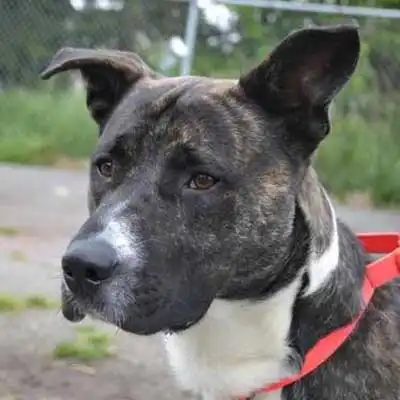 Akita Pit dog breed.