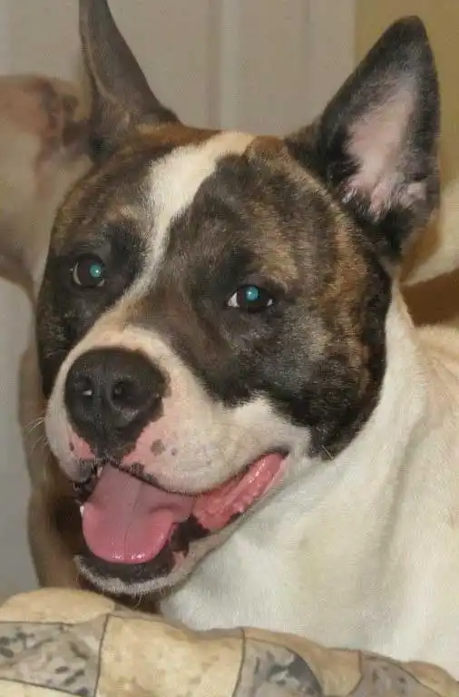 Apparence du Akita Pit