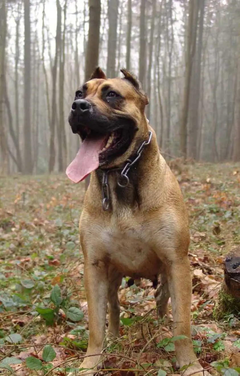 Breed Origin