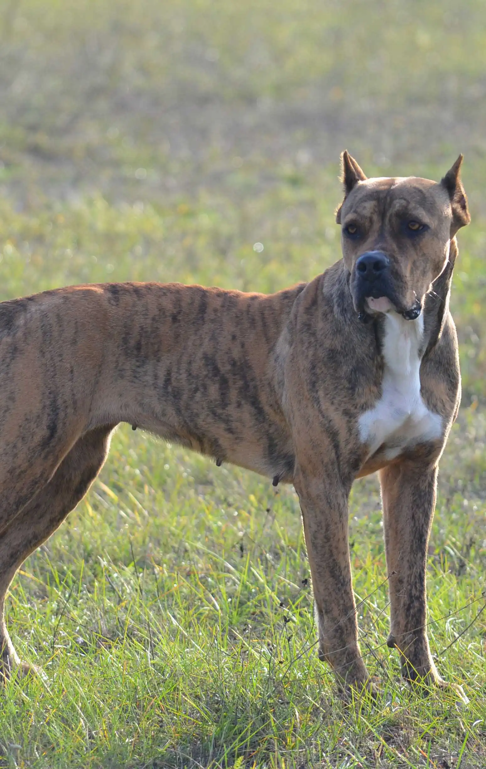 Breed Appearance