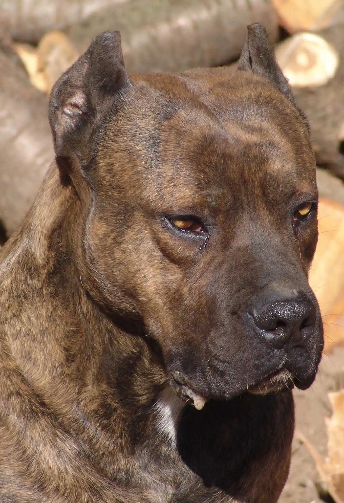 Behavior & Temperament
