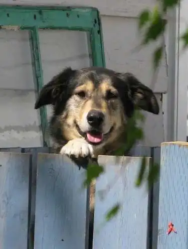 Ցեղատեսակի ծագումը