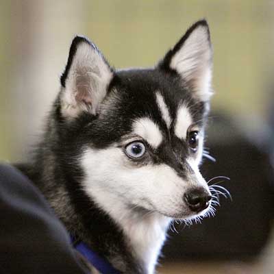 Alaskan Klee Kai