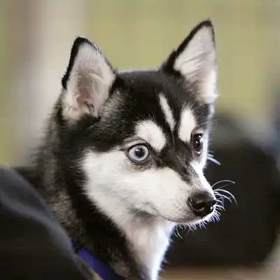 Alaskan Klee Kai dog breed.