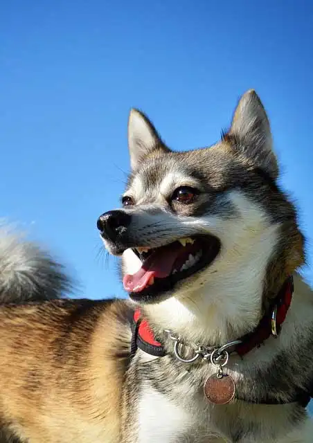 Breed Origin