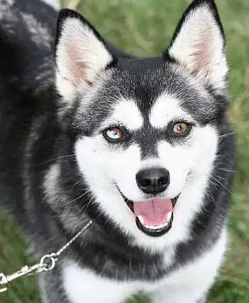Breed Appearance