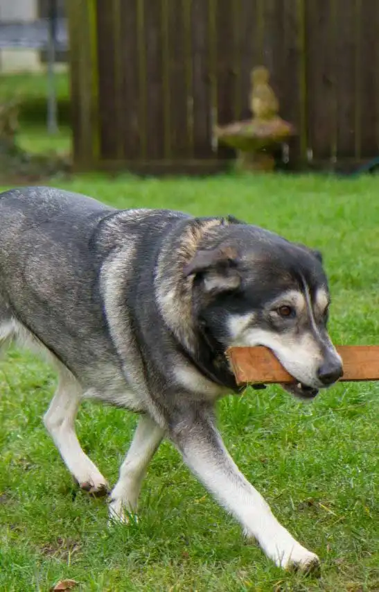 Aspetto del Alaskan Malador