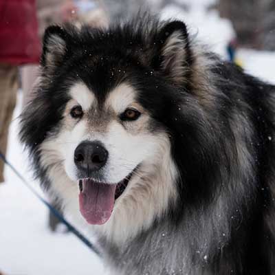 Alaskan Malamute