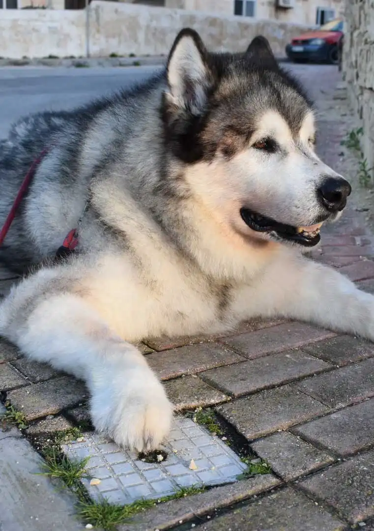 Origine & Histoire du Malamute de l'Alaska