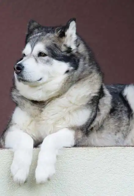 Apparence du Malamute de l'Alaska