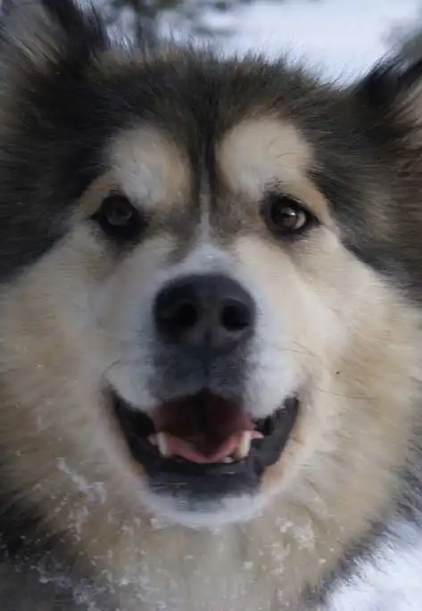Entretien & Soins du Malamute de l'Alaska