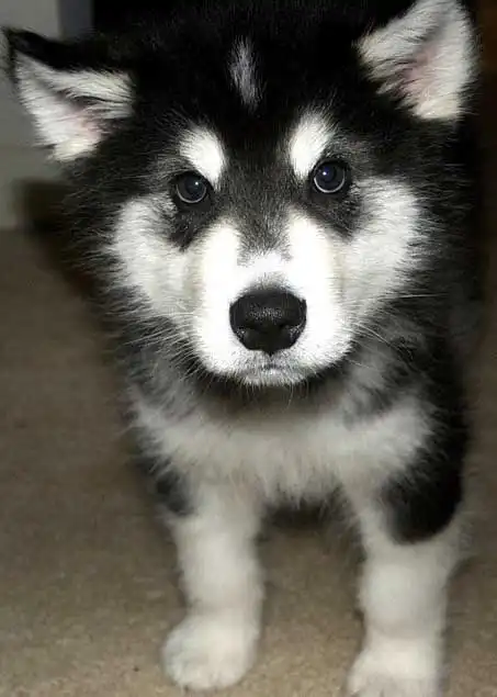 Comportement & Caractère du Malamute de l'Alaska