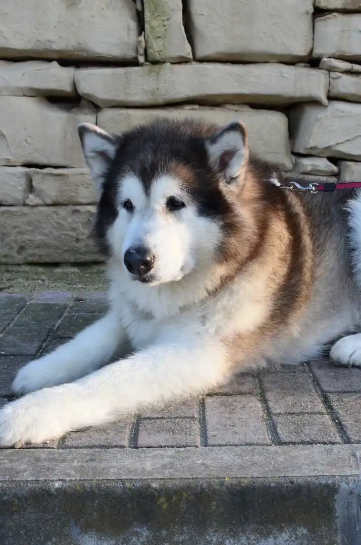 Besoins d'Exercice du Malamute de l'Alaska