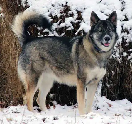 Alaskan Shepherd